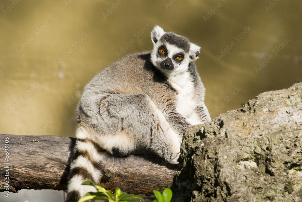 Ring Tailed Lemur (Lemur Catta) - landscape orientation