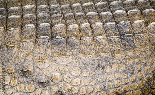 Nile Crocodile Skin