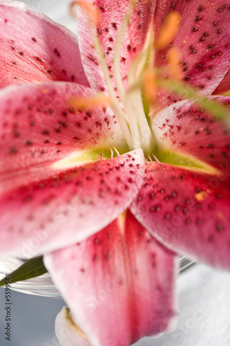 Macro shot of a pink flower, floral background
