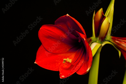 An amaryllis (Hippeastrum sp.) flower over black.