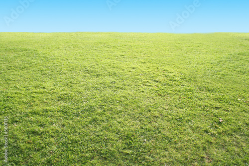 étendue d'herbe