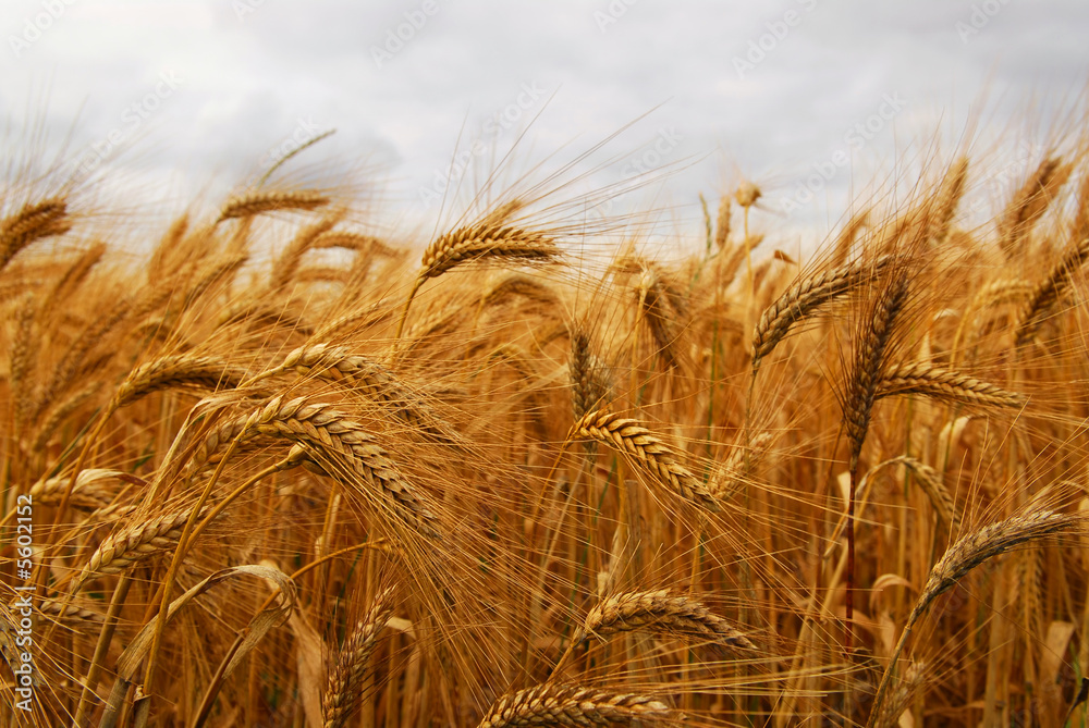 Golden wheat growing in a farm field, closeup on ears Golden wheat growing in a farm field, closeup on ears