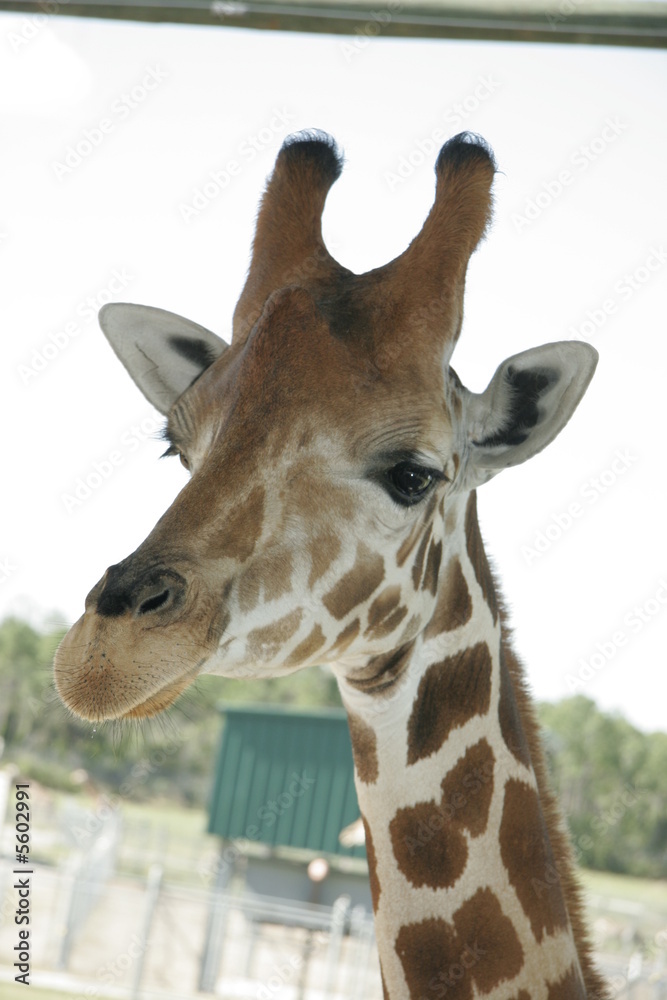 Fototapeta premium LONELY GIRAFFE