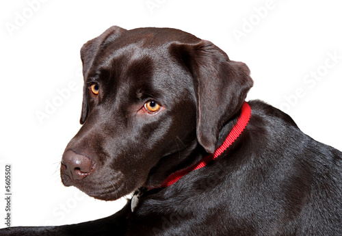 Fotografija Isolated image of a sleek Chocolate colored Labarador Dog