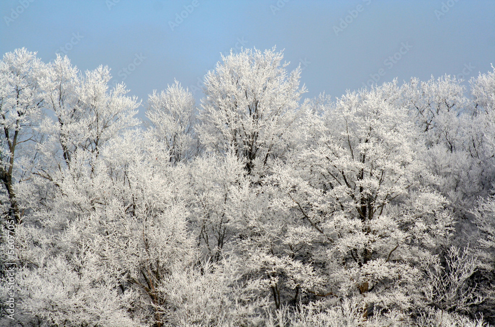 A frost covered decidious forest set against a blue sky.. A frost covered decidious forest set against a blue sky..