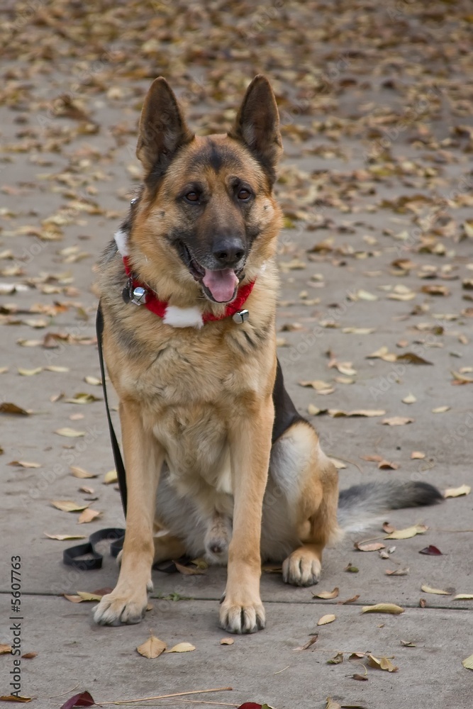 Christmas Shepherd Christmas Shepherd