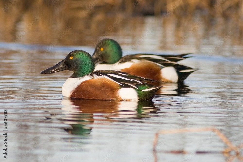 Northern Shovelers Northern Shovelers