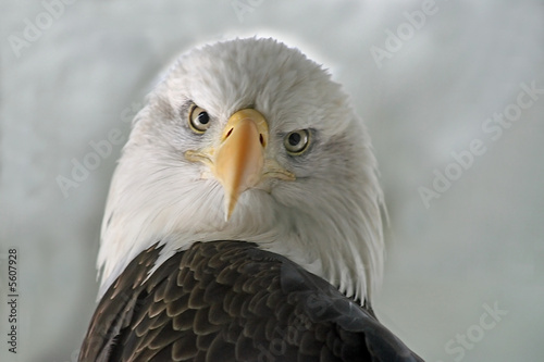 Canvas-taulu American Bald Eagle