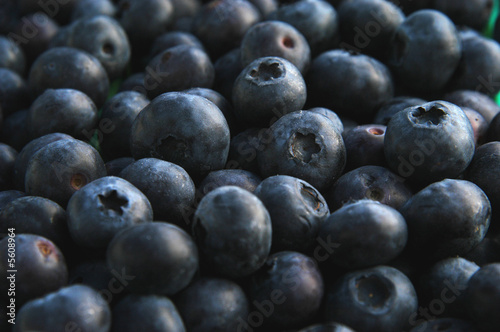 blueberries harvested 