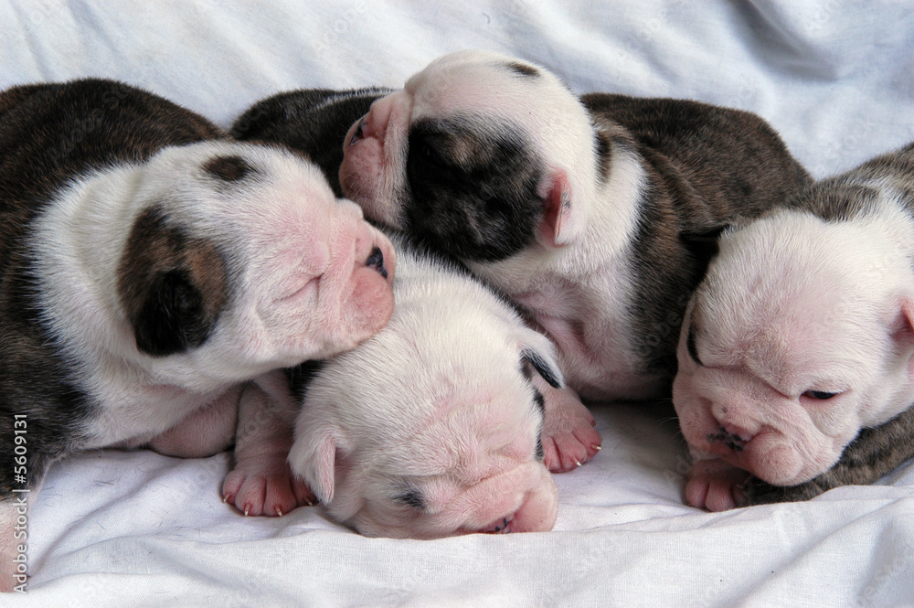 four newborn bull dog puppies