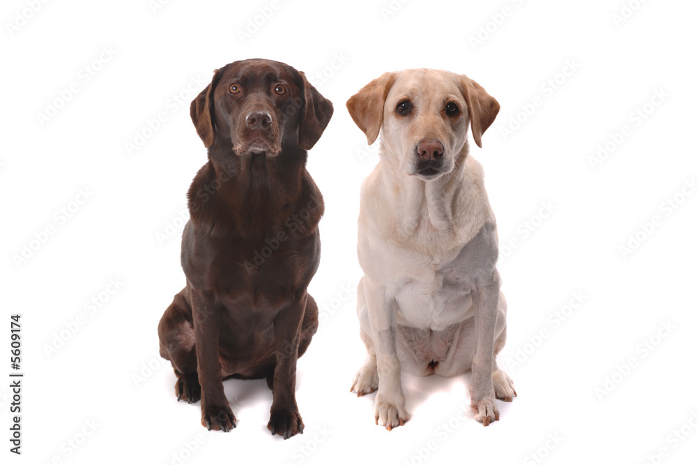 chocolate and yellow labrador retrievers on white background