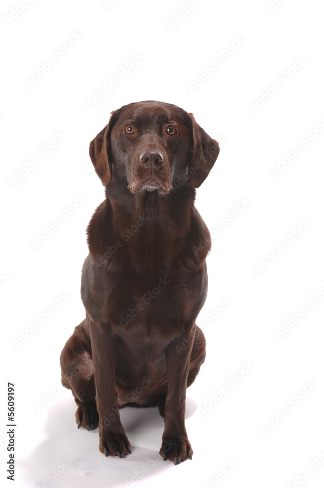 chocolate lab sitting on white background chocolate lab sitting on white background