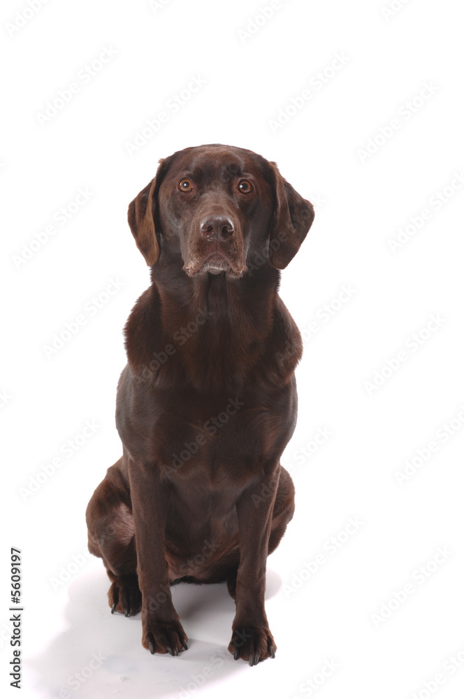 chocolate lab sitting on white background