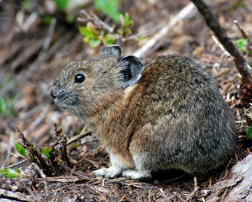 Pika in the sitting in the open 