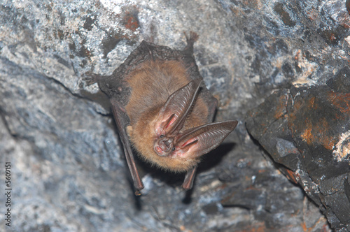 townsend's big-eared bat hanging in cave
