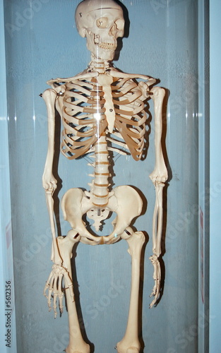 skeleton
