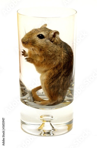 drink with... gerbil
