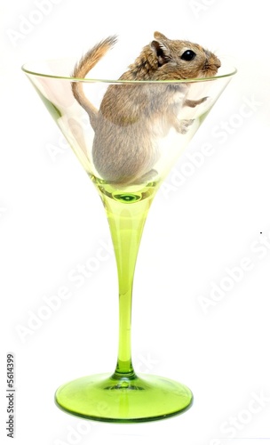 drink with... gerbil