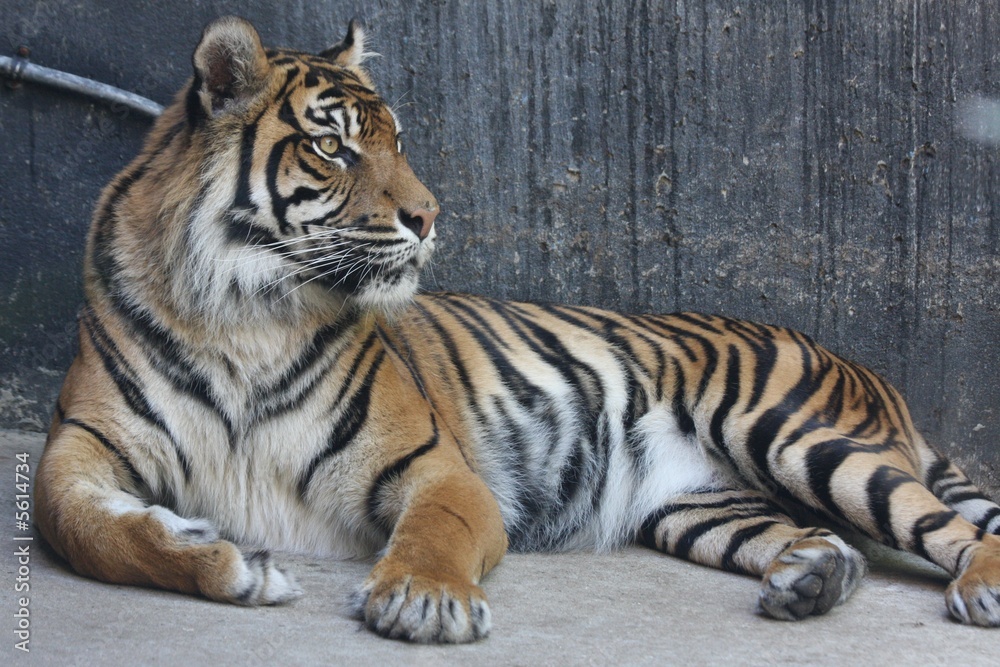 Obraz premium Bengal tiger 5