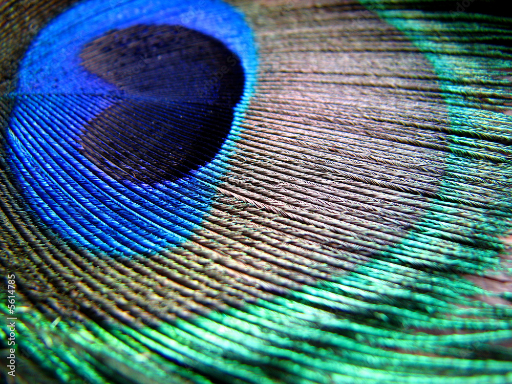 Fototapeta premium Peacock Feather