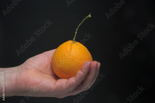 A person holding a freshly picked orange. photo