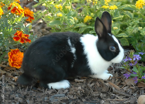 Dutch Bunny photo