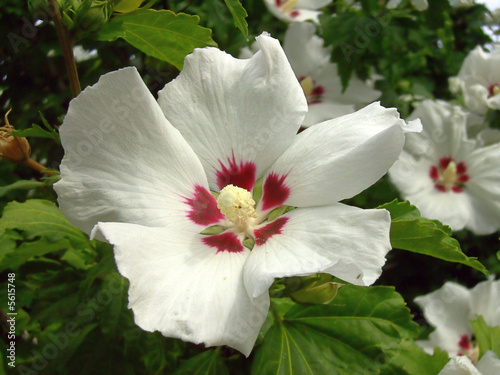 Hibiskus 01 photo