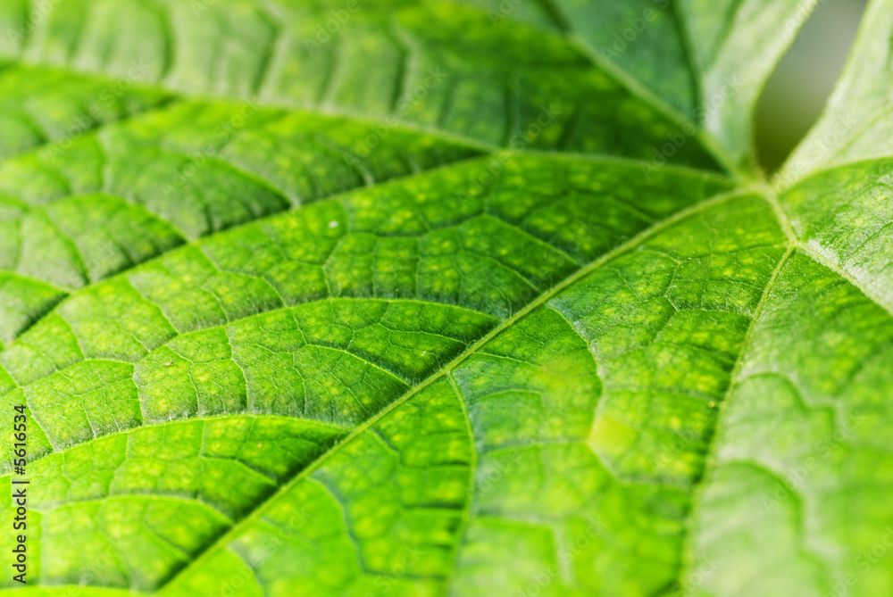 Leaf texture Leaf texture
