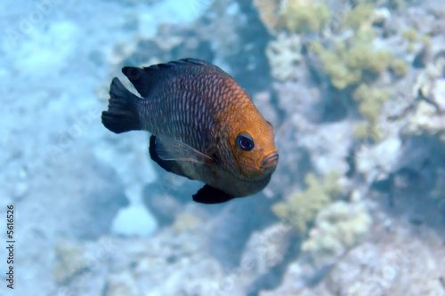 A red tropical fish with an angry look passing by