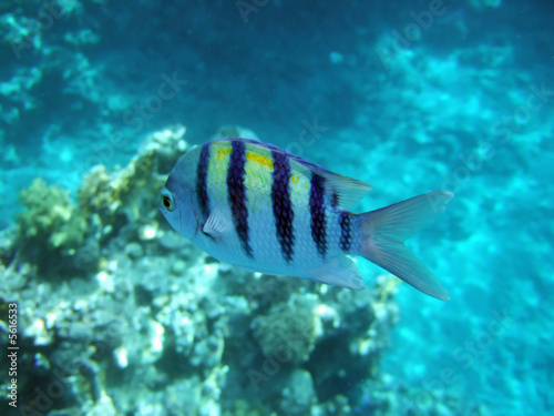 A tropical fish with black stripes passing by