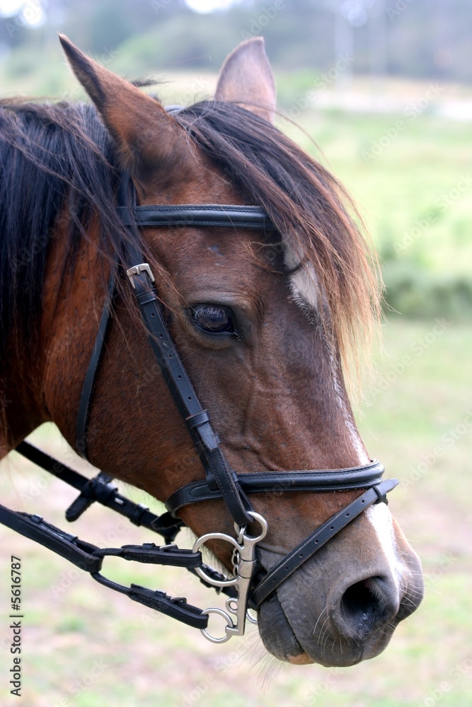 Obraz premium Horse portrait