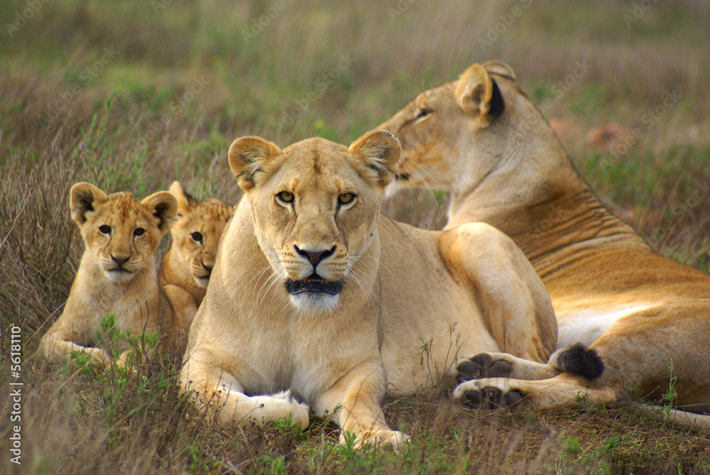 Löwen Familie Löwen Familie