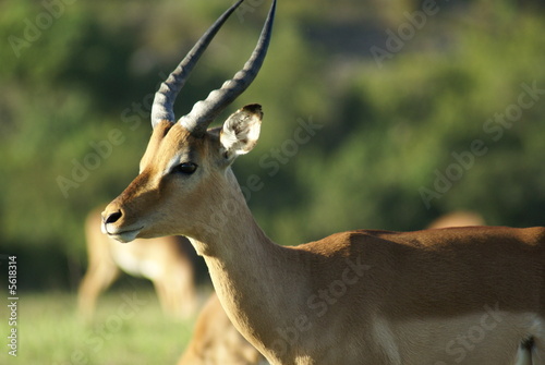 Antilope Afrika Profil Geweih