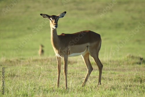 Antilope Afrika © Dirk Oesterreich