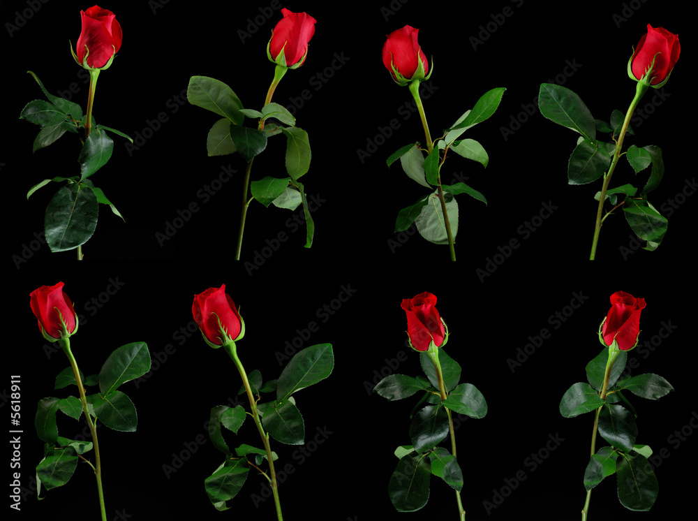 Multiple image of red rose on black background
