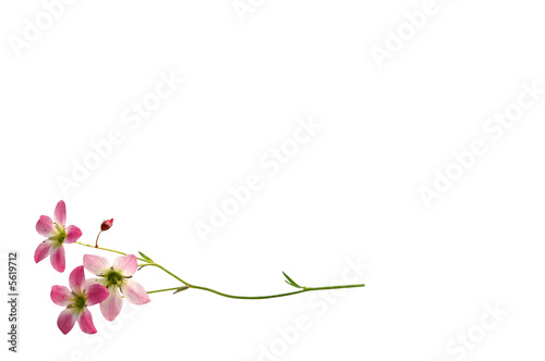 Blüten in  rosa