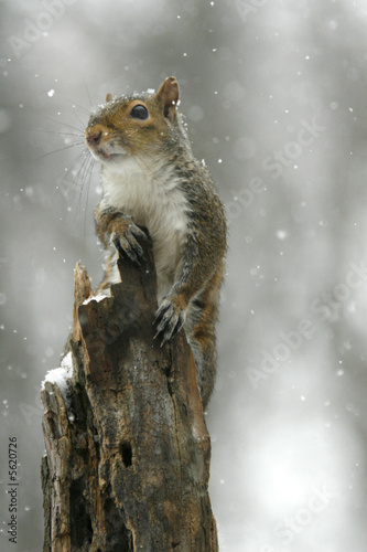  squirrel  © steven hendricks