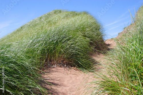 Sand Dune Path photo