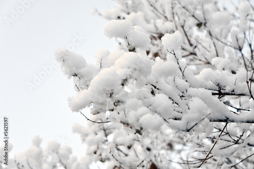 Tree covered with Snow