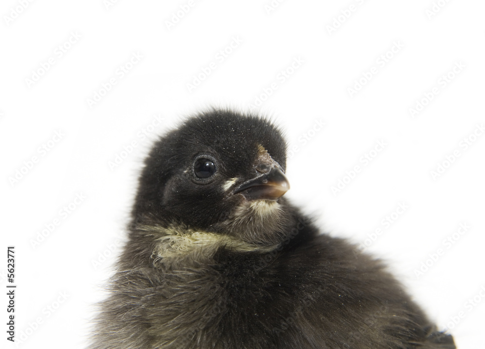 baby chick baby chick