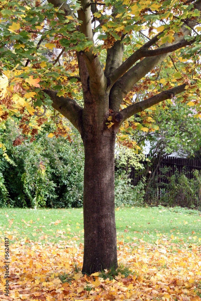 Fototapeta premium early autumn leaves