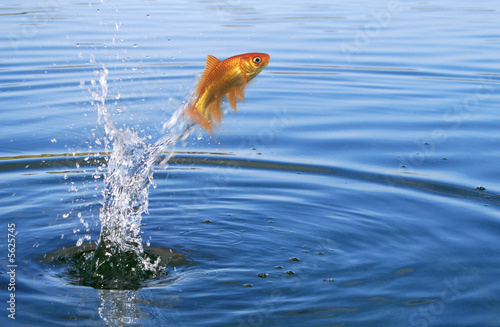 Canvas Print Goldfish jumping out of the water