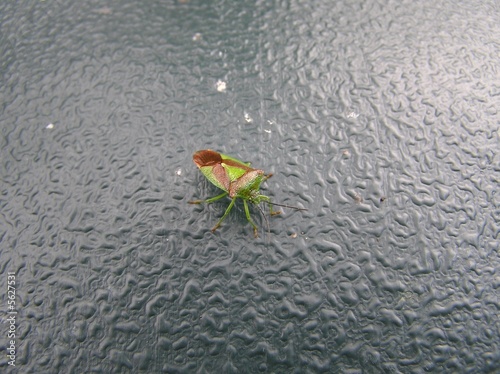 Hawthorne Shield Bug photo