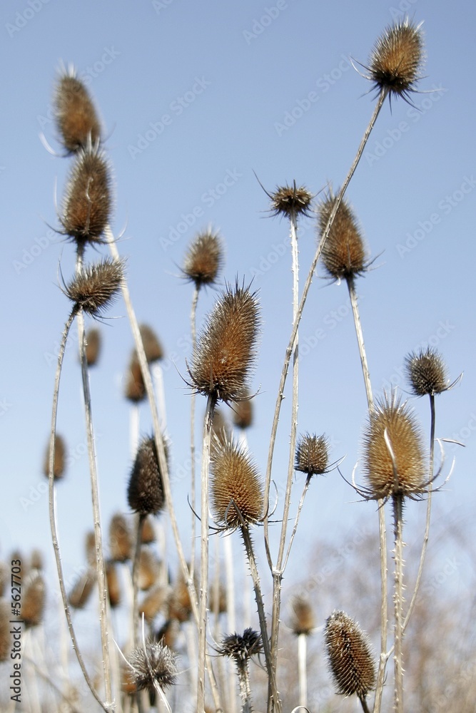 Fototapeta premium Thistles