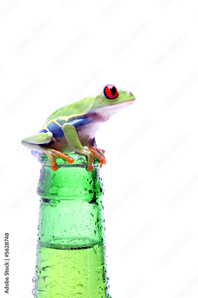 Obraz premium frog on a bottle - red-eyed tree frog isolated on white