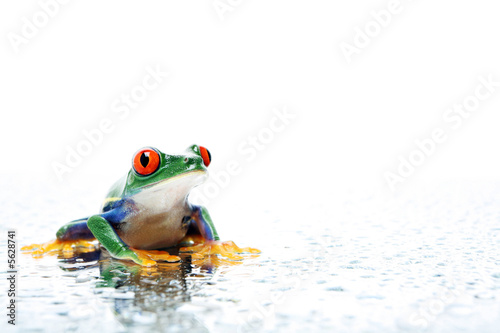 frog closeup with water water droplets on white
