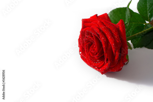 Red rose