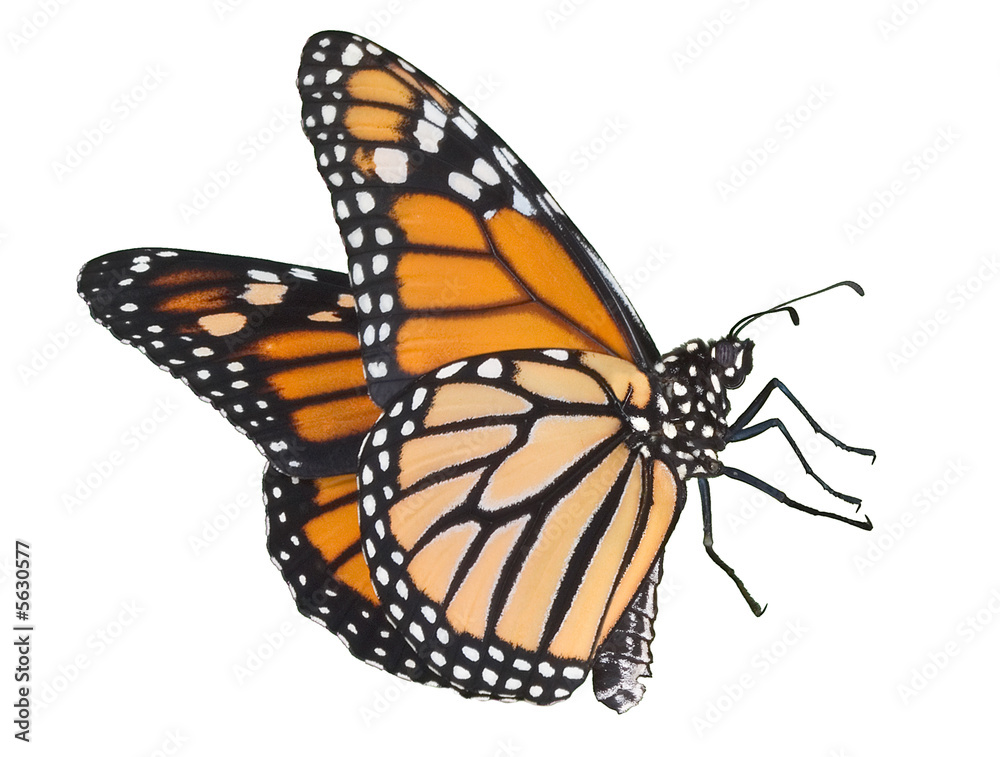 Fototapeta premium Monarch latający na białym tle