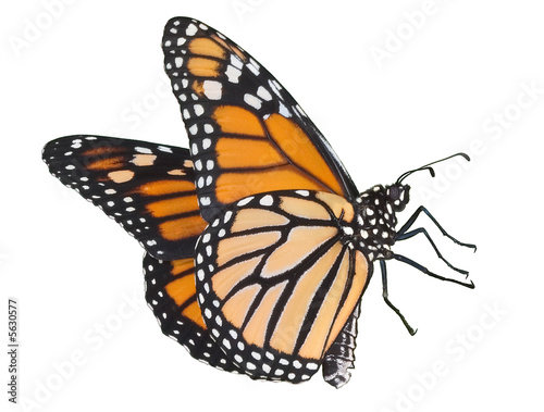 Obraz na plátně Monarch flying on white