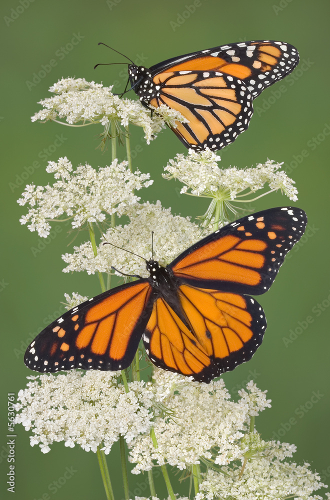 Obraz premium Two monarch on queen anns lace
